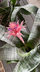 Aechmea fasciata