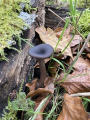 Pseudoclitocybe cyathiformis