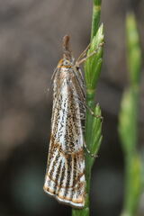 Thisanotia chrysonuchella
