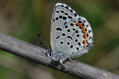Pseudophilotes baton