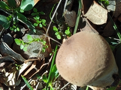 Lycoperdon