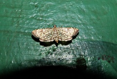 Haritalodes