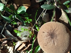 Lycoperdon