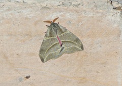 Austrolippa cruenta