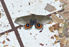 Automeris naranja