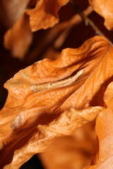 Phyllonorycter maestingella