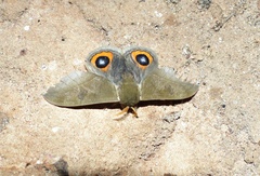 Automeris naranja