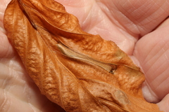 Phyllonorycter maestingella