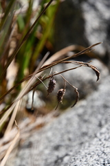 Carex cryptocarpa