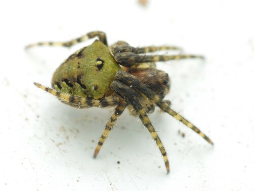 Photo of Humped orbweb spider (Gibbaranea gibbosa)