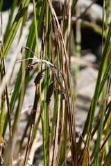 Carex cryptocarpa