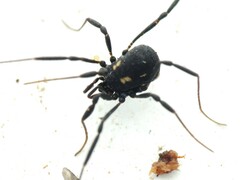 Nemastoma bimaculatum