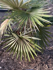 Coccothrinax borhidiana