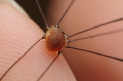 Leiobunum blackwalli