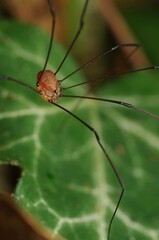 Leiobunum blackwalli