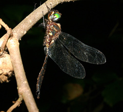 Somatochlora walshii