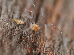 Mitostoma chrysomelas