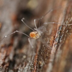 Mitostoma chrysomelas