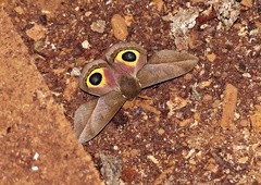 Automeris basalis