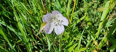 Geranium collinum