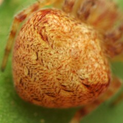 Araneus