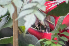 Phaethornis malaris