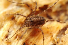 Rilaena triangularis