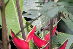 Phaethornis malaris