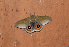 Automeris naranja