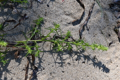 Salsola komarovii