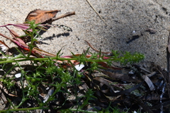 Salsola komarovii