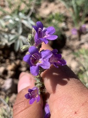 Penstemon caespitosus