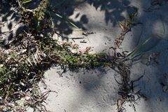 Salsola komarovii
