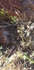 Fagonia laevis