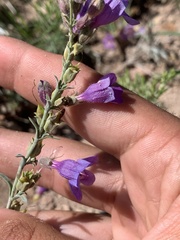 Penstemon caespitosus