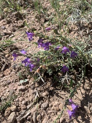 Penstemon caespitosus