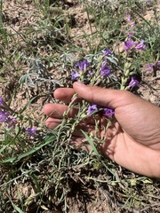 Penstemon caespitosus