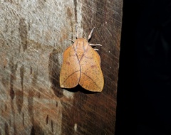 Adeloneivaia subangulata