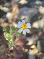 Perityle crassifolia