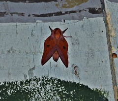 Adeloneivaia apicalis