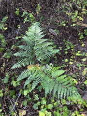 Pteridium