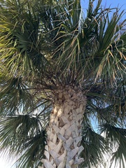 Washingtonia robusta