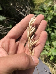 Bromus hordeaceus