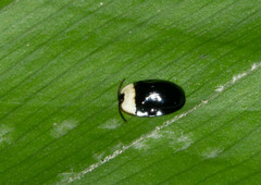 Imatidium thoracicum