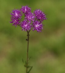 Vernonia capensis