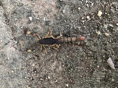 Mesomexovis occidentalis