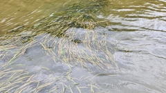 Vallisneria australis