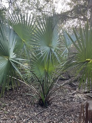 Leucothrinax morrisii
