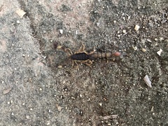 Mesomexovis occidentalis