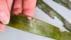 Vallisneria australis